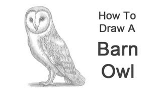 How to Draw a Barn Owl [upl. by Avruch]