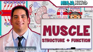 Musculoskeletal System  Muscle Structure and Function [upl. by Vladamir]