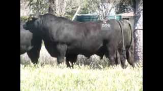 Texas Angus QLD Bulls to sell at Triple B Brangus Bull Sale [upl. by Enohsal435]