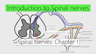 Spinal Nerves Introduction  Nervous system  4K  Chapter 1 [upl. by Nahgam766]