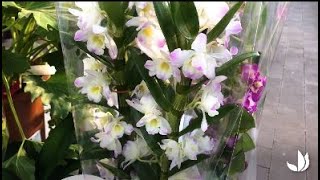 Comment cultiver lorchidée dendrobium   Truffaut [upl. by Yrailih]