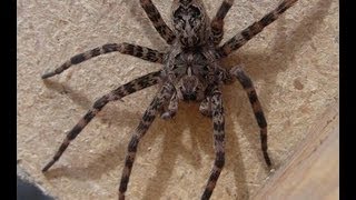 GIANT Wolf Spider [upl. by Audwin]