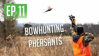 PHEASANT HUNTING WITH OUR BOWS [upl. by Aeslahc]