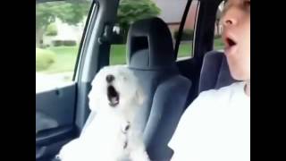 Dog On Road Trip Goes WooHoo  Best Vines [upl. by Prosser]