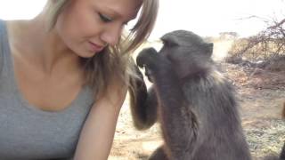 Being groomed by Shauna the baboon [upl. by Sanoj624]