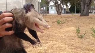 Wild Opossum Playing Dead Fremont California [upl. by Hanej]