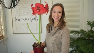 How to plant care and rebloom Amaryllis [upl. by Banna225]