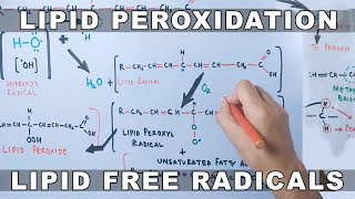 Mechanism of Lipid Peroxidation [upl. by Abell907]