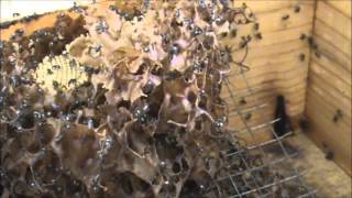 Trigona Stingless Native Beehives 5 Hockingsi vs Carbonaria Tetragonulas [upl. by Annod]