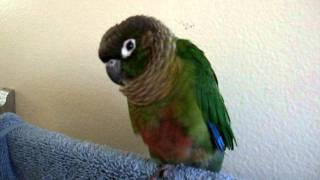 Gracie the green cheek conure talking [upl. by Aleakcim]