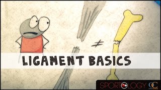 Ligament Basics  Science Explained [upl. by Ahsienak]