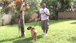 Dog Training  How to Keep a Dog From Marking Territory [upl. by Ennairda]