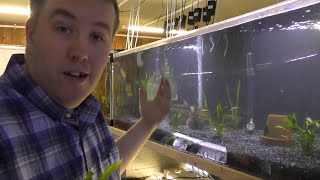 5 new strains of Guppies  Fish Room Update Ep 55 [upl. by Terrag]