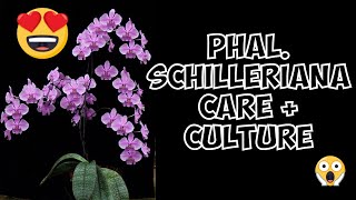 Phalaenopsis Schilleriana Orchid Species  Repotting Care and Culture [upl. by Galina101]