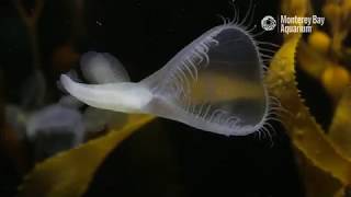 The Lions Mane Nudibranch Sea Slug Melibe leonina  The Critter Corner [upl. by Paulsen]