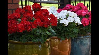 Gardening Tip  Keep Geraniums Blooming AllSeason [upl. by Penn]