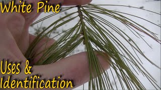 White Pine  Identification and Uses [upl. by Olga]