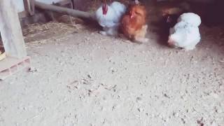 Comment faire couvée une poule [upl. by Winnah]