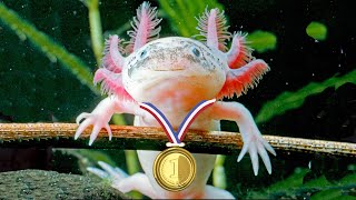 Axolotl Olympics [upl. by Aspasia608]