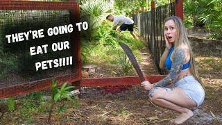 GIANT Snakes Invade our Yard [upl. by Womack]