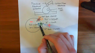 Electrophysiological Amperometry Part 2 [upl. by Orrocos]