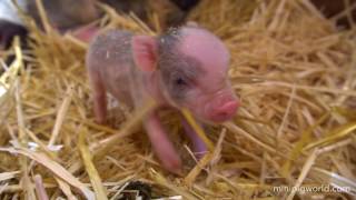 Mini Piglets Being Born Live [upl. by Pike575]