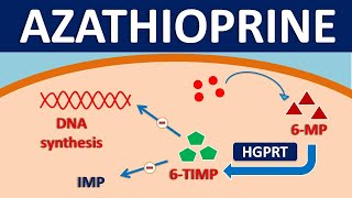 Azathioprine  Pharmacology mechanism of action side effects [upl. by Urbai]