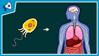 What Caused Lifes Major Evolutionary Transitions [upl. by Nosauq]