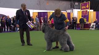 Bouviers des Flandres  Breed Judging 2020 [upl. by Noiz616]