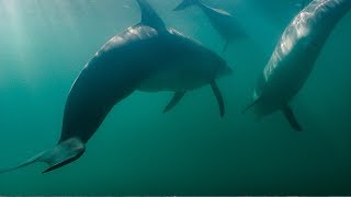 Dolphins Fight Off Shark  BBC Earth [upl. by Asirrak175]