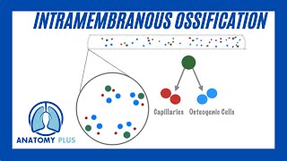 Intramembranous Ossification [upl. by Aelsel]