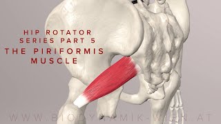 Hip Rotator Series Part 5 The Piriformis Muscle 3d Anatomy [upl. by Inalaeham]