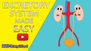 HUMAN EXCRETORY SYSTEM Made Easy  Human Urinary System Simple Lesson [upl. by Oicanata]