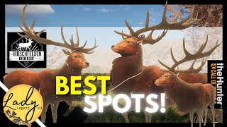 AMAZING Spots to Find RED DEER in Hirschfelden Hunter Call of the Wild [upl. by Enitsua]