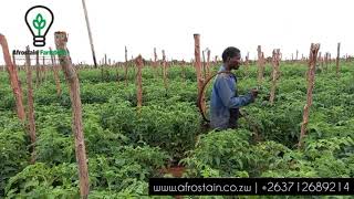 Tomato Farming in rainy season [upl. by Leahcam]