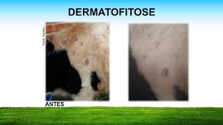 DERMATOFITOSE EM BOVINOS Tratamento [upl. by Boothman]