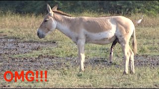 OMG Wild donkey quotnaturequot  Asino selvatico quotnaturequot [upl. by Trellas]