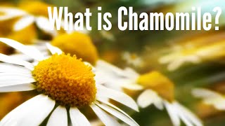 Benefits Of Chamomile Tea [upl. by Akila]