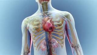 5 Understanding Arrhythmias  Cardiac Ablation [upl. by Ahto335]