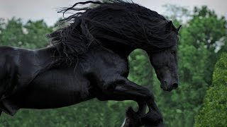 WATCH AND BE CAPTIVATED FRIESIAN STALLION FREDERIK THE GREAT [upl. by Yentiw]