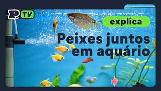 Peixes juntos em aquário [upl. by Race]