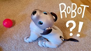 Our New Dog AIBO Pet Replacement Robot [upl. by Aimil]