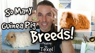 Guinea Pig Breeds [upl. by Attikram]