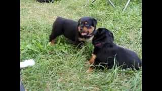 Rottweiler Puppies 4 weeks Playing [upl. by Russ955]