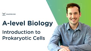 Introduction to Prokaryotic Cells  Alevel Biology  OCR AQA Edexcel [upl. by Ardnaeel]