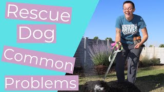 What to Know About Training a Rescue Dog and Advice for 3 Common Problems THE KIND CANINE [upl. by Ateuqahs]