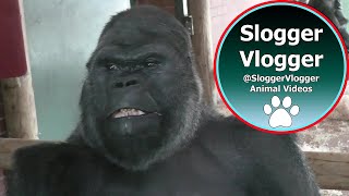 Silverback Gorilla Shows Strength When Throwing Female [upl. by Bakeman]