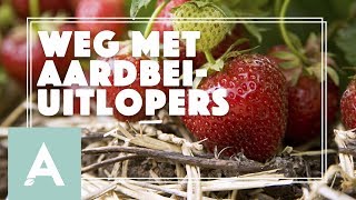 Aardbeiplanten in de moestuin onderhouden  Grow Cook Eat 34 [upl. by Yer]