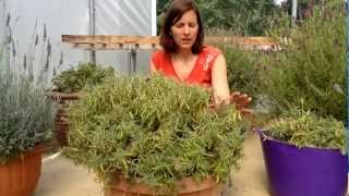 How to cut back French Lavender [upl. by Enneite]