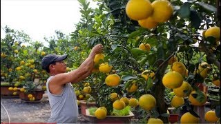 How to Harvest Pomelo  Pomelo Harvesting amp Agriculture amp Processing Technology [upl. by Keeryt740]